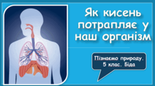 Як кисень потрапляє у наш організм