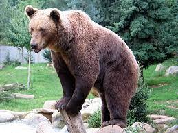 Bear - Wikipedia