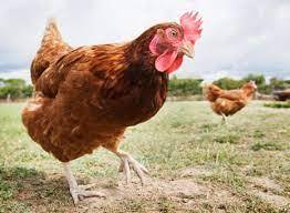 How did the chicken, a shy, flight-impaired forest bird, migrate around the globe? | Birds | The Guardian