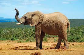 Elephant | Description, Habitat, Scientific Names, Weight, & Facts | Britannica