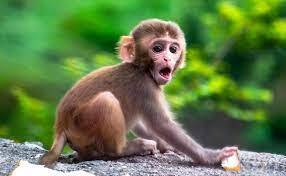 15 Baby Monkey Facts - Facts.net