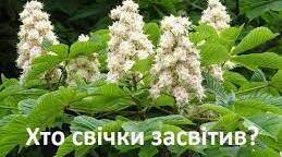 Гра " Так чи ні?" В.Сухомлинський " Хто свічки засвітив?"