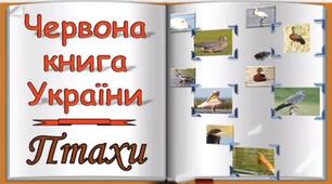 Відео заняття ознайомлення з навколишнім середовищем «Червона книга України. Птахи.»
