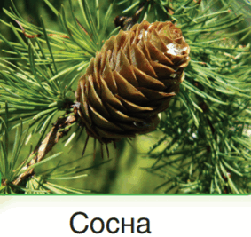 0600w34c-f096-283x267.png