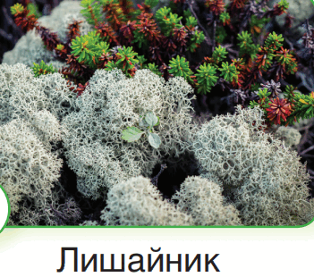 0600w36v-bf92-351x310.png