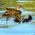 0600w6ns-fd32-50x50.jpg