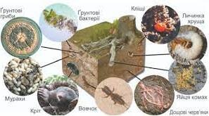 Мешканці грунтового середовища