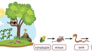 Скретч-проект "Ланцюг живлення" 3 клас Інформатика