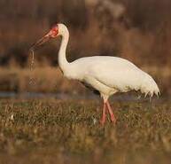 Журавель білий (Grus leucogeranus, стерх, или белый журавль) — Птахи України