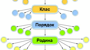 Класифікація організмів