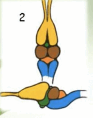 0600wif8-cef9-192x242.png
