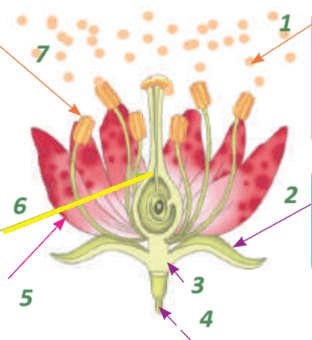 0600wmj4-6211-312x340.png