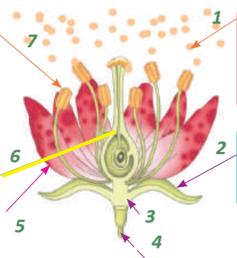 0600wmku-18f1-341x372.png
