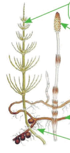 0600wnb5-7983-142x309.png