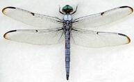 ᐈ Бабки – ряд комах (Odonata) | Discover.in.ua