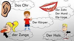Der Mensch. Arztempfehlungen  6. Klasse (НУШ)