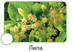 0600x4m8-8a5a-258x184.jpg
