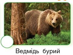0600x4n6-bfab-242x185.jpg
