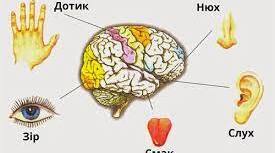 Презентація "Гігієна зору, слуху, нервової системи."