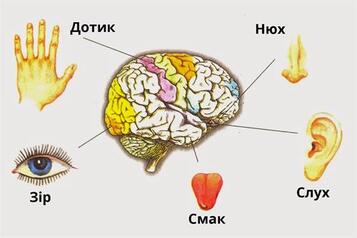 Органи чуття і сенсорні системи — урок. Біологія, 8 клас.