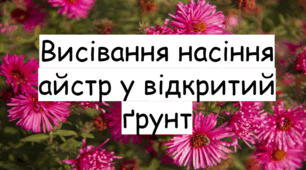 Презентація до уроку "Висівання насіння айстр у відкритий грунт". Трудове навчання (Квітникарство) 10 кл.