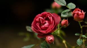 План виховної роботи наставника групи I курсу на 2024-2025 навчальний  рік