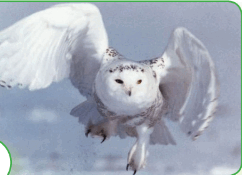 0600xn82-d8f9-242x175.png