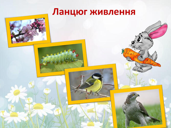 Презентація "Які ланцюги живлення існують у лісі, на луці та у водоймі?" (Доповнено і оновлено)