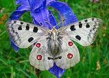 Аполлон (Parnassius apollo) — ВУЕ