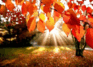 0600xvmb-1179-93x67.png