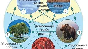 Узагальнення знань з теми: "Взаємозв’язки організмів з неживою та живою природою. Взаємозв’язки між живими організмами"