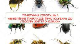 Практична робота №1 Виявлення прикладів пристосувань до способу життя у комах.