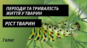 Періоди та тривалість  життя тварин