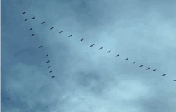 0600y8p7-e519-255x163.png