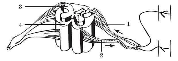 0600yfwh-e081-620x215.jpg
