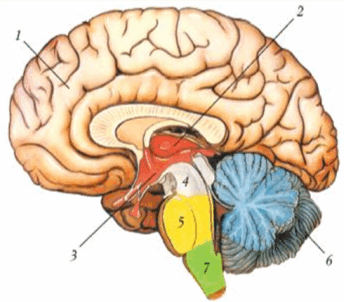 0600yg49-879b-344x302.png