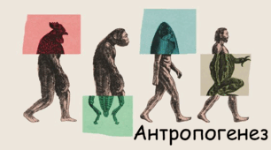 Антропогенез