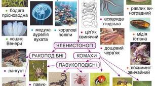 Презентація з "Пізнаємо природу" для 5 класу "Хто такі безхребетні тварини?"