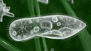 0600yp1s-00b5-183x103.png