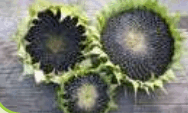 0600ytre-44f4-188x113.png