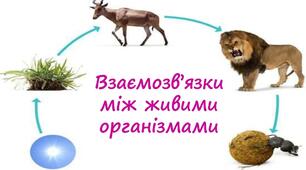 Діагностична робота № 4 " Взаємозв'язки між живими організмами" 6 кл. 2025/26