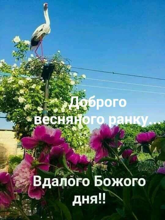 Ідеї на тему «Доброго весняного ранку» (90) | доброго ранку, листівка, ранкові цитати