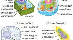 Рівні організації живого. Організми.
