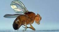 Drosophila melanogaster