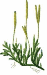 0600zfa3-a24d-95x153.png