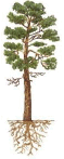0600zfad-ecd6-59x147.png