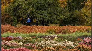 Взаємозв’язки в лісі й парку. Організми луків й городу, взаємозв’язки між ними і довкіллям