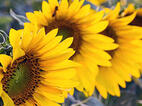0600zgq7-fa03-142x106.jpg
