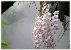 0600ziik-0973-229x162.png