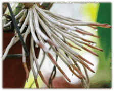 0600ziix-7646-223x178.png